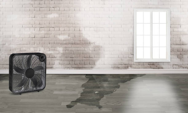 Best Water damage cleanup near me  in Port Hadlock Irondale, WA